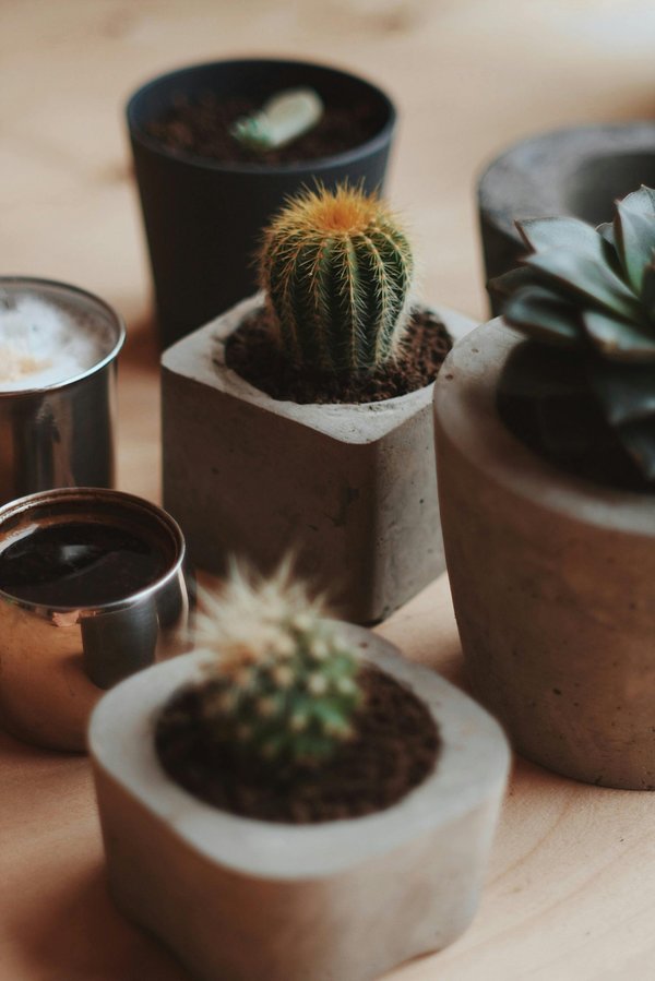 Des accessoires cactus pour une touche de style unique